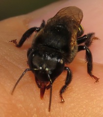 Melipona baeri