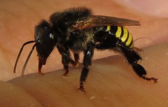 Melipona baeri