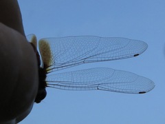 Tramea minuta