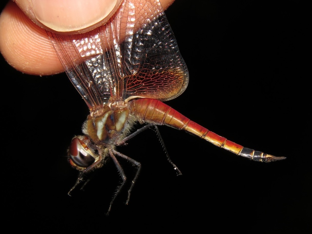Least Saddlebags