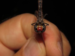 Tramea minuta