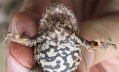 Pristimantis ventrimarmoratus