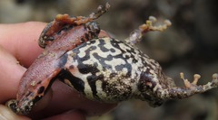 Pristimantis ventrimarmoratus