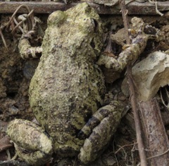 Pristimantis ventrimarmoratus