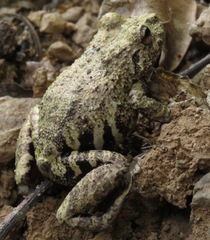 Pristimantis ventrimarmoratus