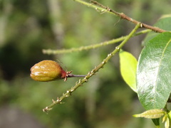 Behaarde kwepi