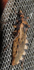 Panstrongylus geniculatus