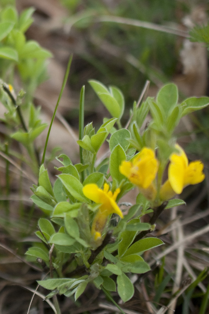 Chamaecytisus ratisbonensis from Traiskirchen, Österreich on April 18