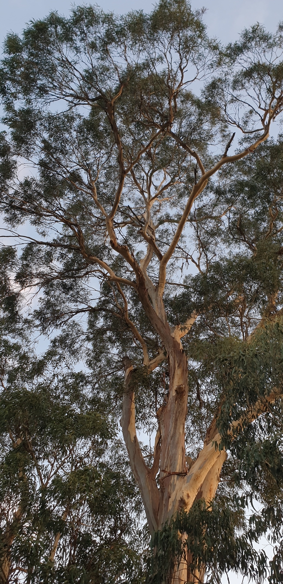 Eucalyptus cypellocarpa L.A.S.Johnson