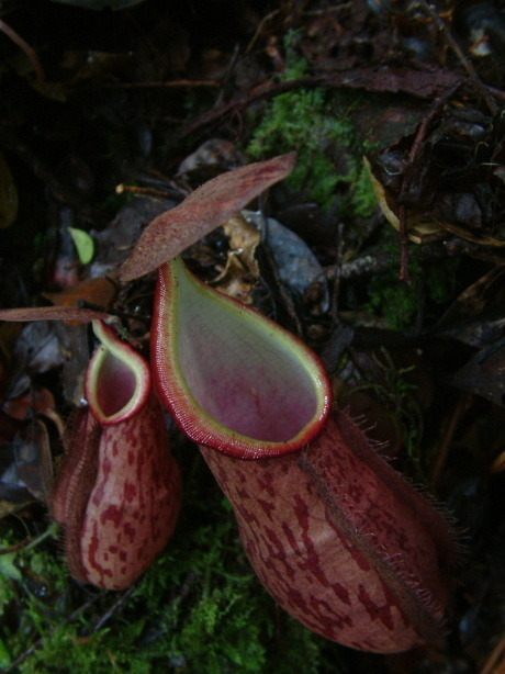 Nepenthes gymnamphora
