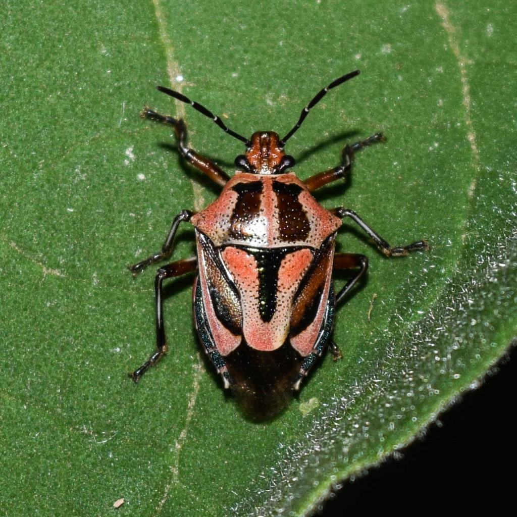 Oplomus pulchriventris