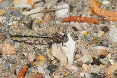 Phanogomphus oklahomensis