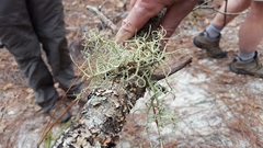 Usnea mutabilis