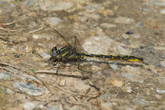 Phanogomphus oklahomensis