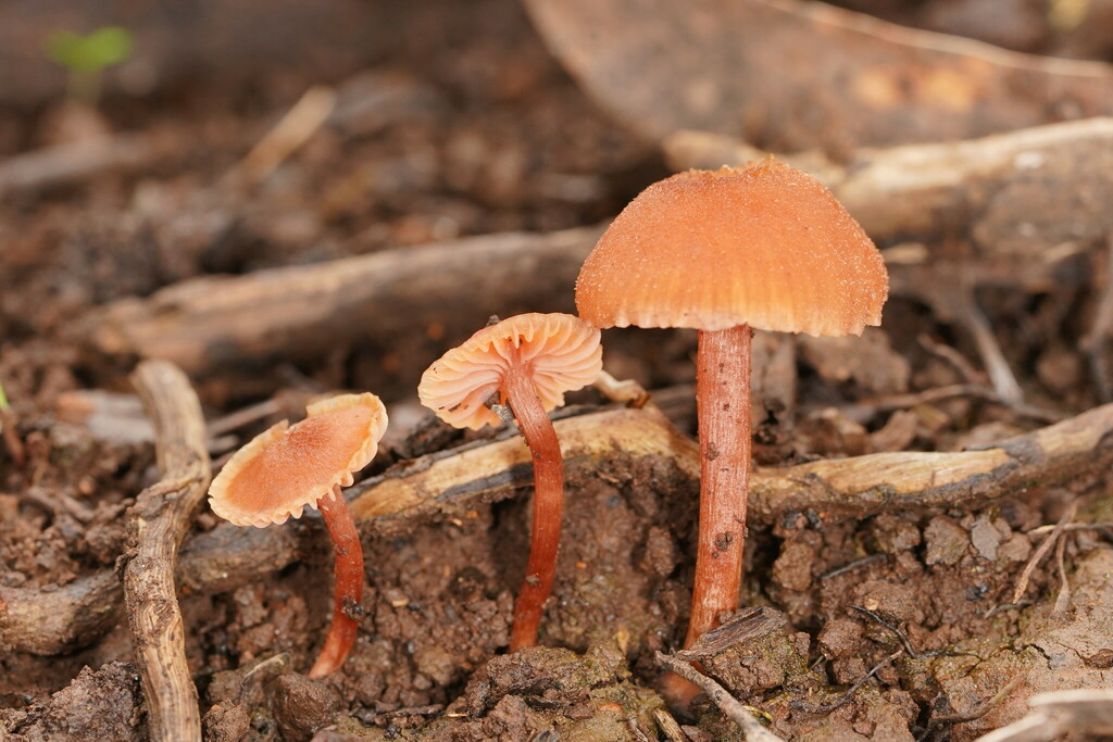 laccarias from Melbourne VIC, Australia on April 18, 2023 at 0128 PM