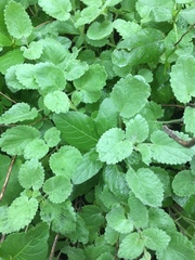 Scutellaria drummondii