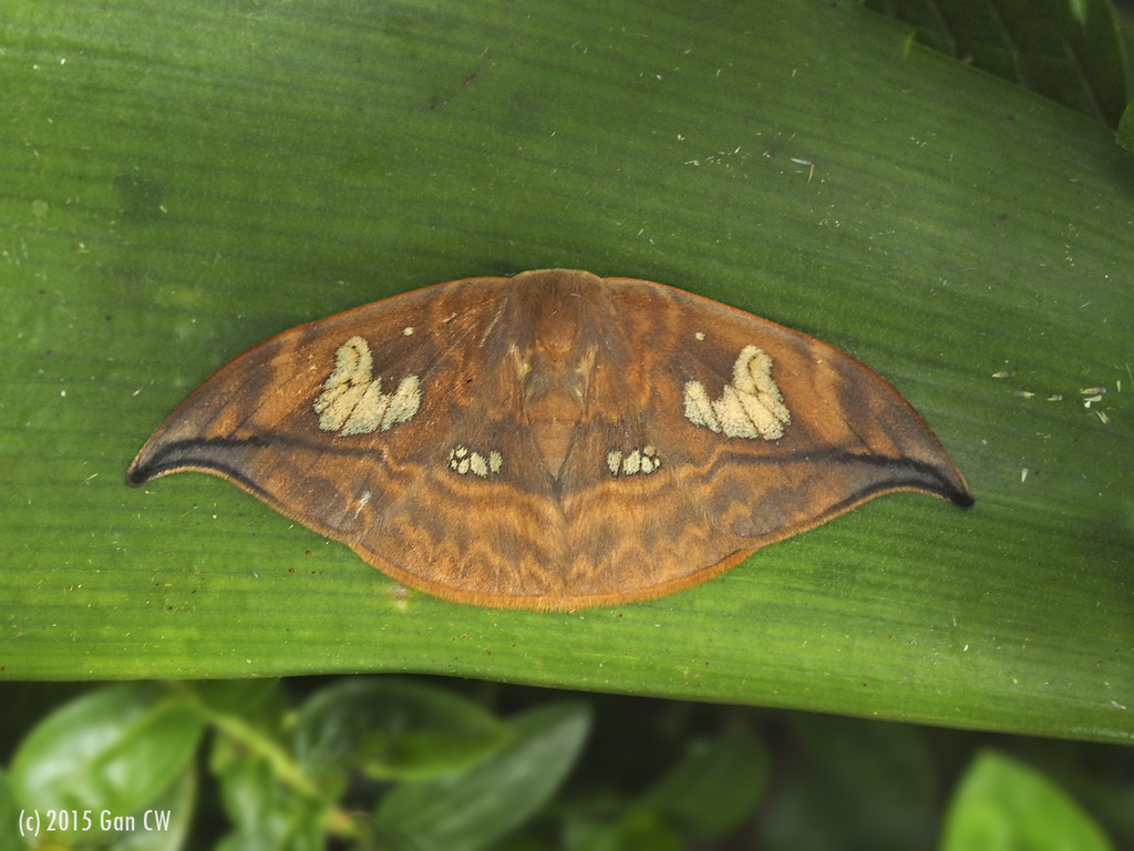 Agnidra fuscilinea