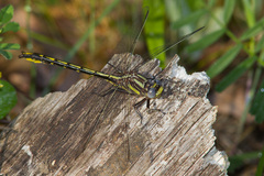 Phanogomphus oklahomensis