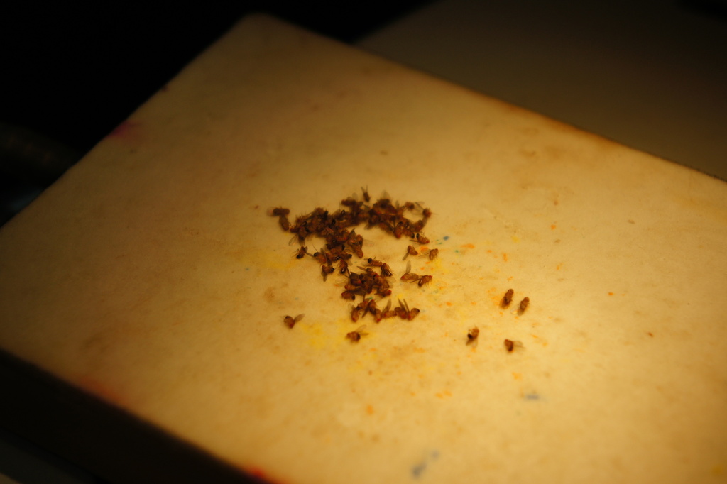 common-fruit-fly-from-on-april-16-2011-at-01-58-pm