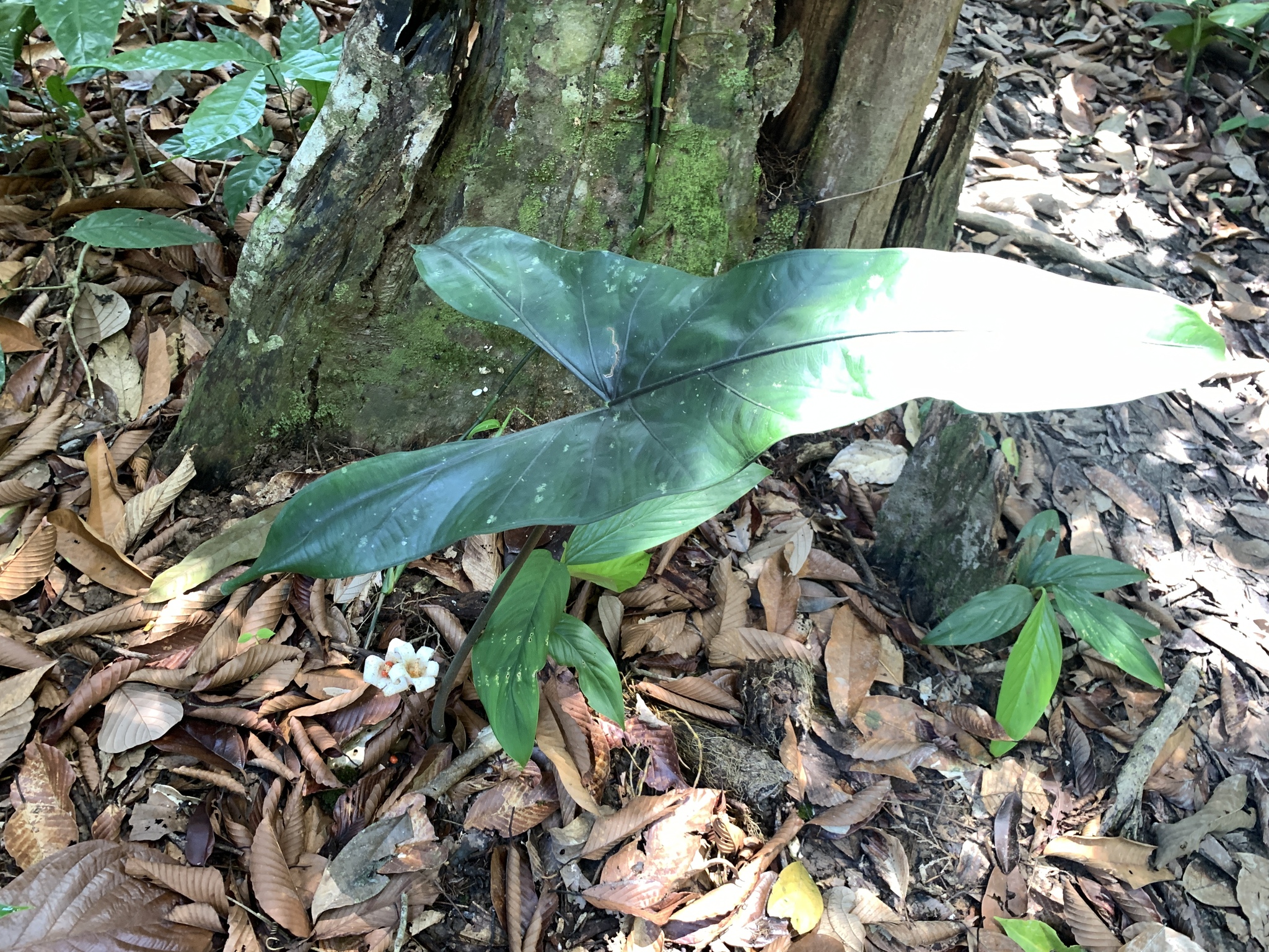 Alocasia longiloba