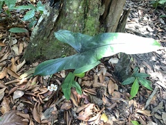 Alocasia Longiloba (Alocasia longiloba)