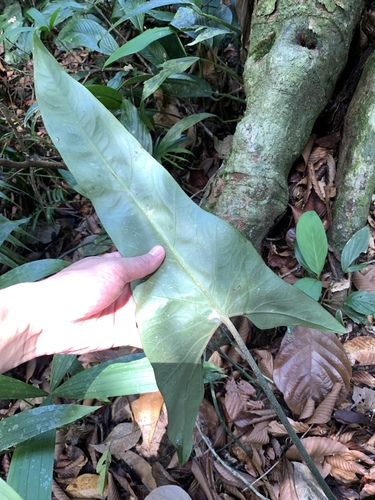 Alocasia longiloba