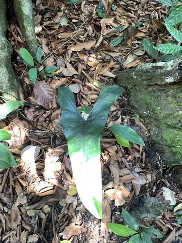 Alocasia longiloba
