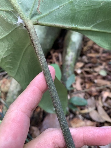 Alocasia longiloba