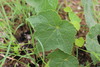 Ampelopsis glandulosa glandulosa - Photo (c) 羅元甫, some rights reserved (CC BY-NC), uploaded by 羅元甫