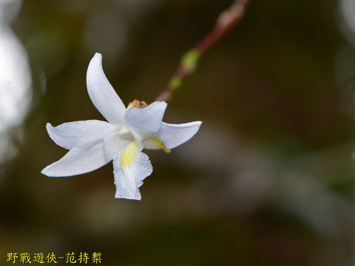 Dendrobium crumenatum