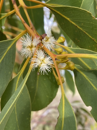 Eucalyptus gittinsii