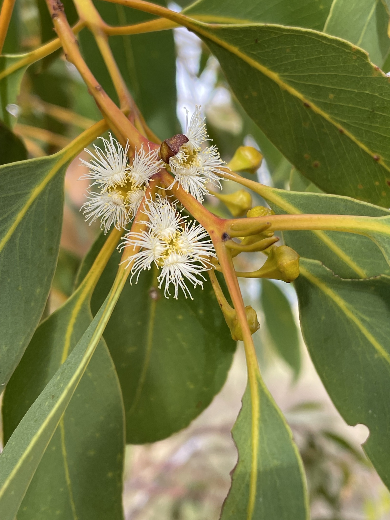Eucalyptus gittinsii