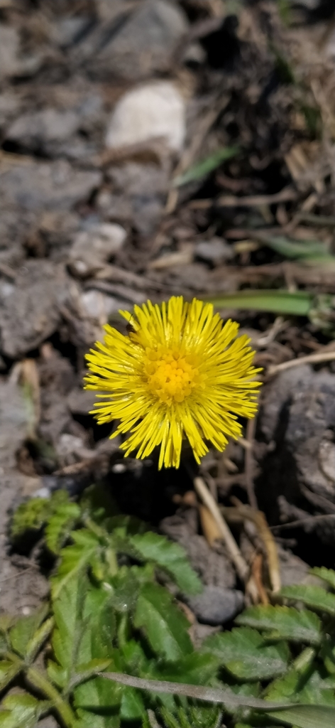 colt's-foot from Карпинск, Свердловская обл., Россия on April 19, 2023 ...