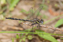 Phanogomphus oklahomensis