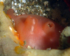 Cnemidocarpa finmarkiensis