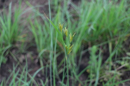 Roadside flatsedge (Cyperus tenuiculmis)