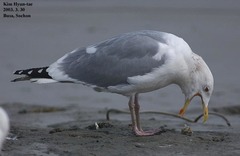Larus argentatus mongolicus