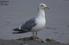 Larus argentatus mongolicus