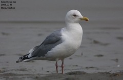 Larus argentatus mongolicus