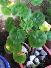 Pelargonium