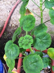 Pelargonium