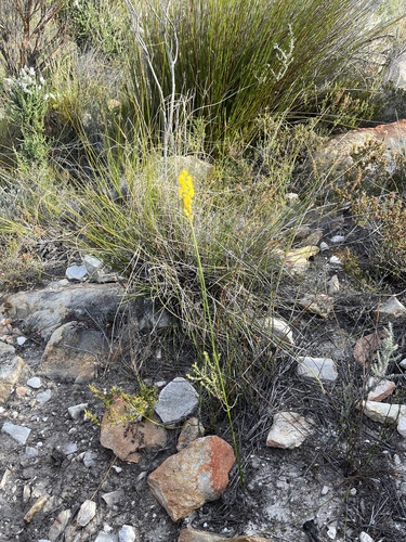 Bulbinella chartacea
