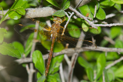 Neurocordulia xanthosoma