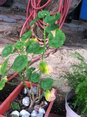 Pelargonium