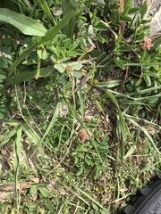 Indigofera spicata