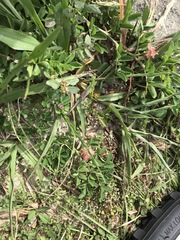 Indigofera spicata