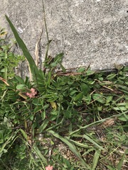 Indigofera spicata