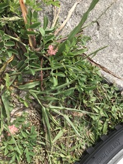 Indigofera spicata