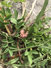 Indigofera spicata