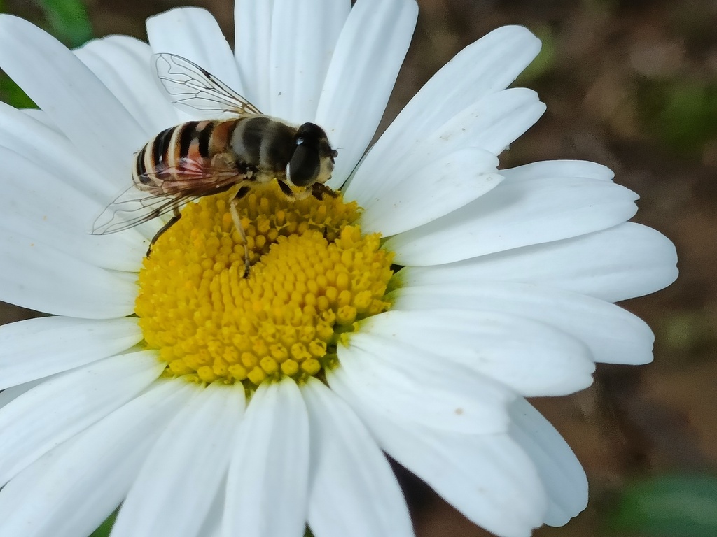 Eristalis cerealis from 中国湖北省武汉市武昌区 on April 19, 2023 at 03:26 PM by ...